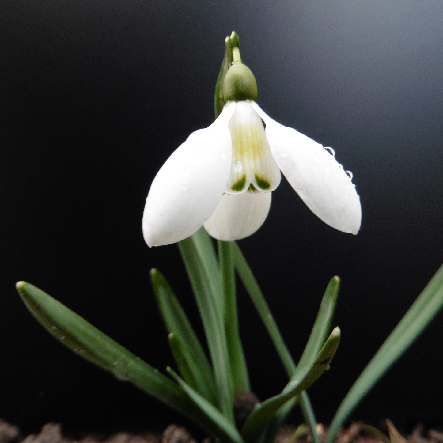 Schneeglöckchentage 2026