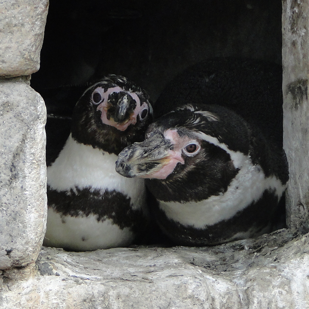 Rendezvous mit Pinguin